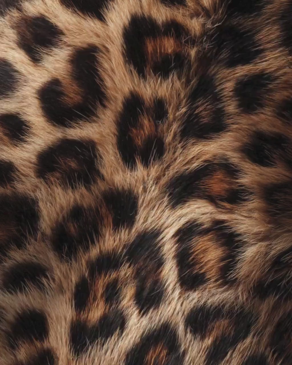 Cheetah Print Galentines Day Party Flyer, Wild Girls Night Party